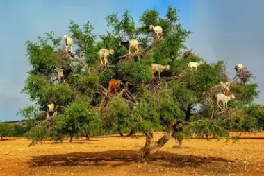 Goats in argan trees — road to Essaouira
