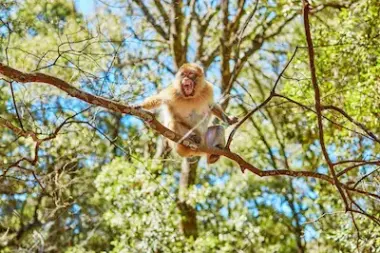 Cedar forest at Azrou — Barbary macaques