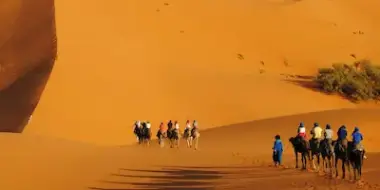 Camel trek at sunset