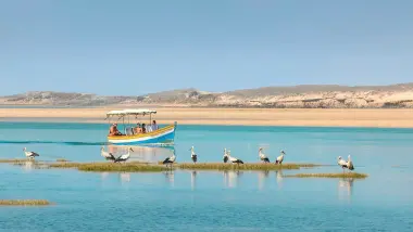 Flamingos in Oualidia lagoon